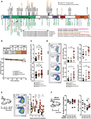 CARD11 gain-of-function mutation drives cell-autonomous accumulation of PD-1+ ICOShigh activated T cells, T-follicular, T-regulatory and T-follicular regulatory cells